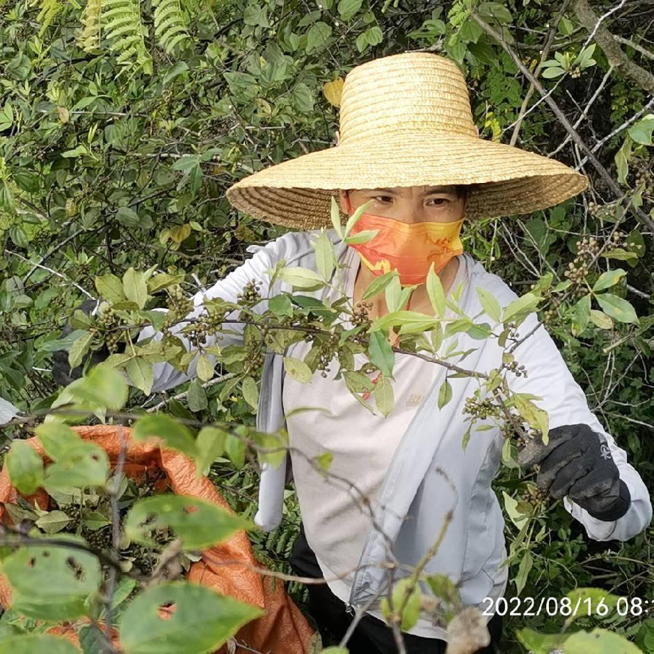 山农燕姐