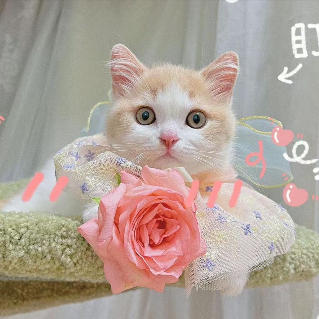 四月好物宝藏屋