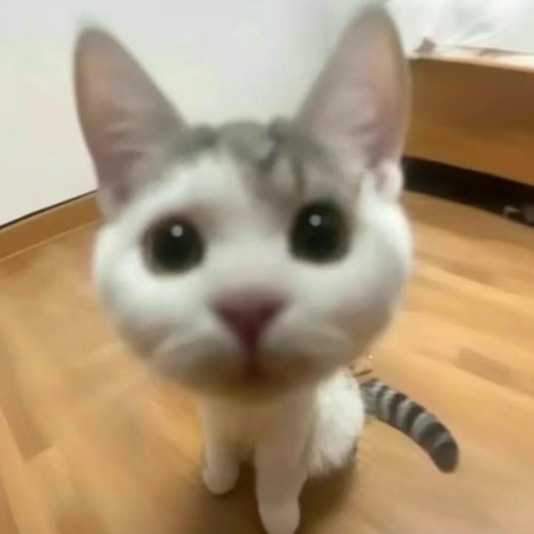 叮咚鸡