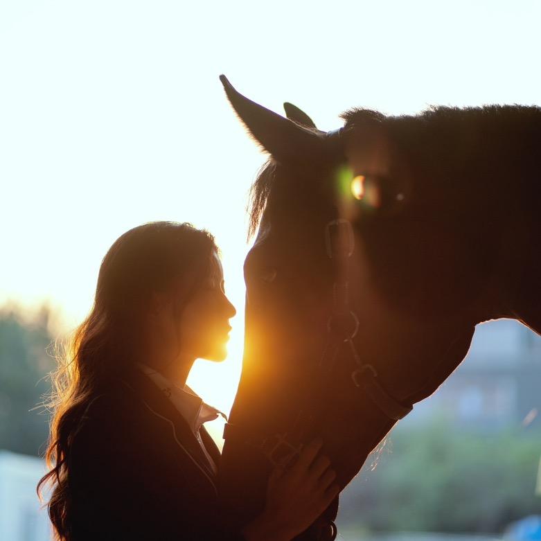 Snow欧洲马匹贸易