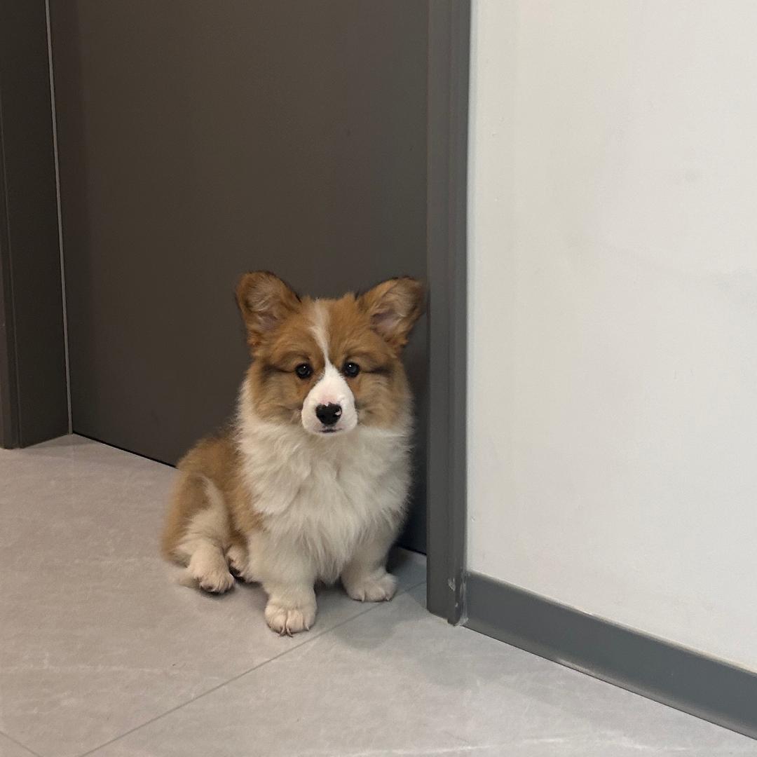 我们🏠有一只柯基