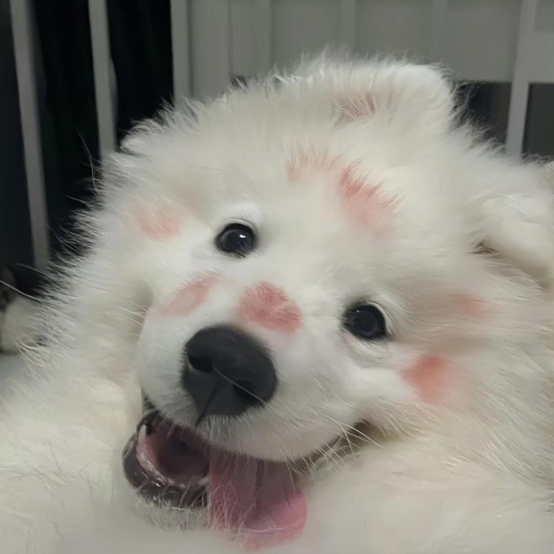 狗狗