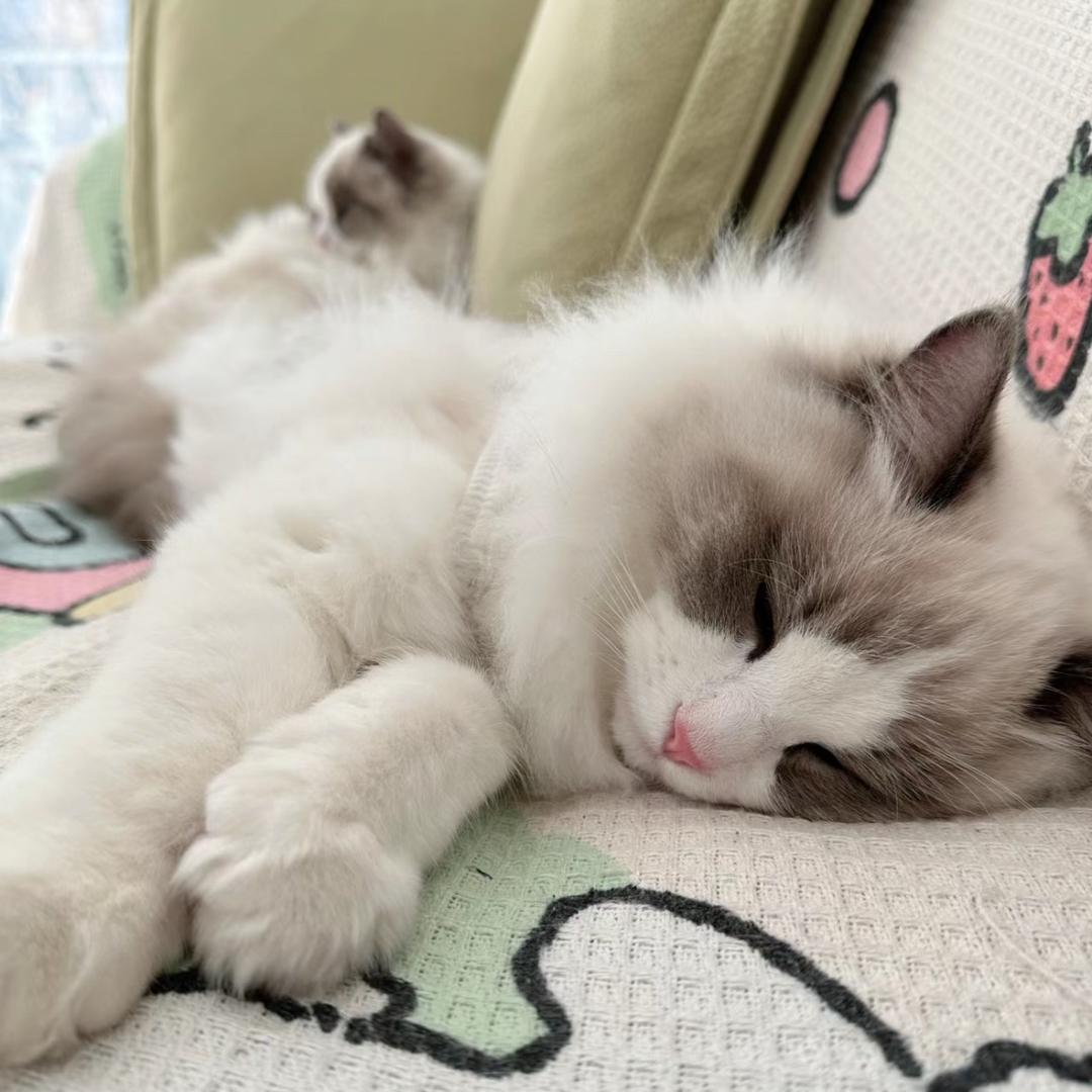 朵喵喵🐱