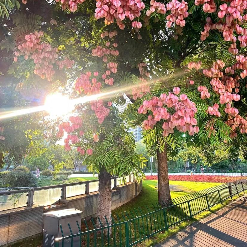 四川单招咨询彭老师