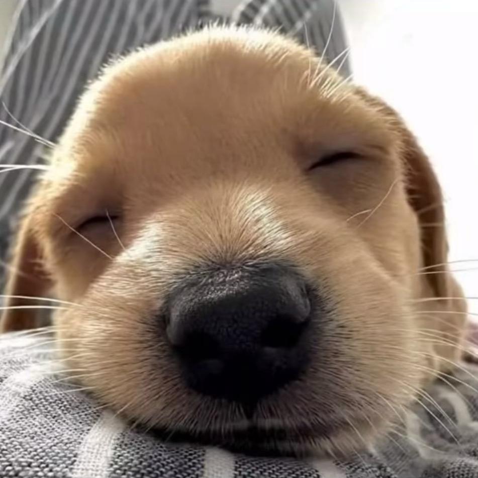 是秋刀鱼