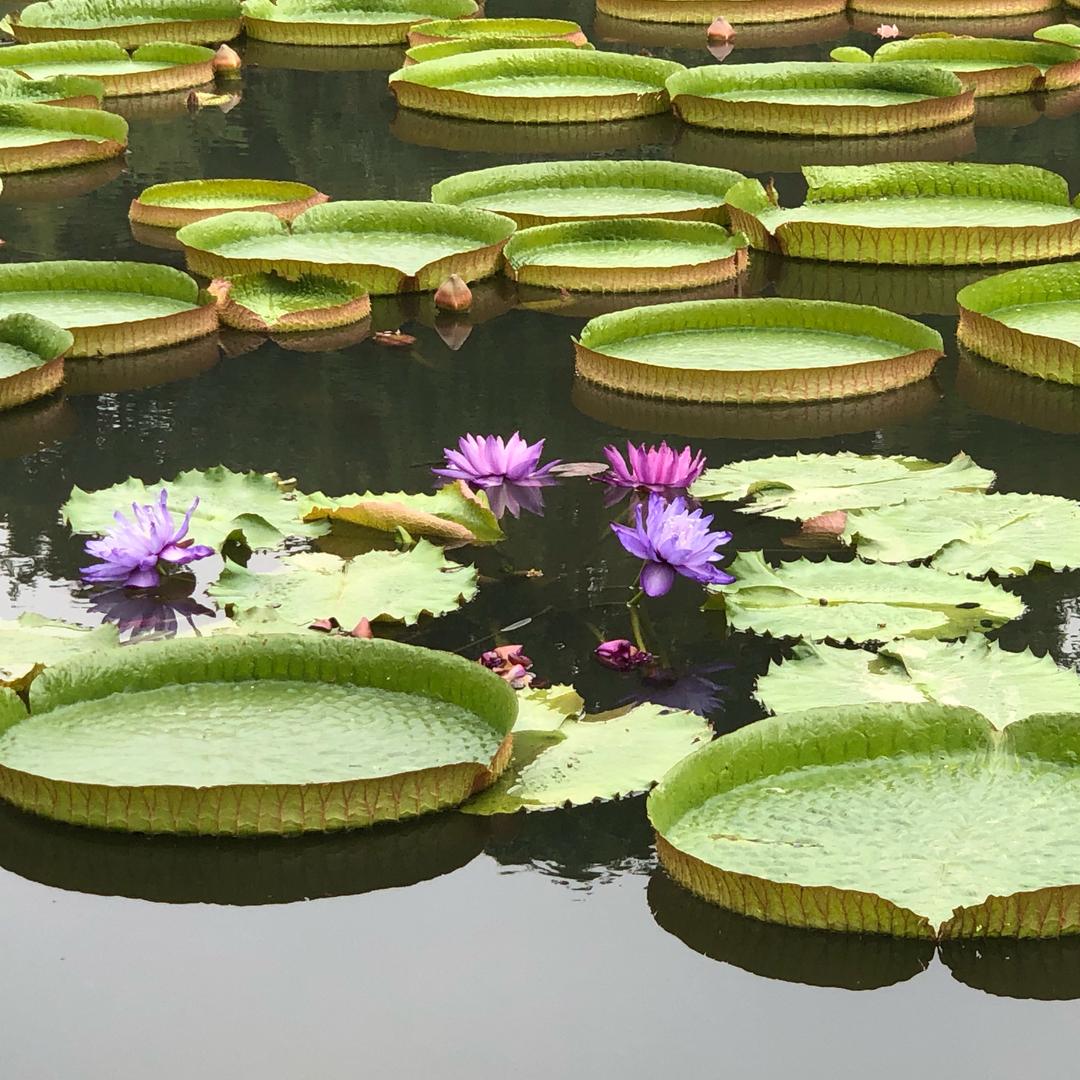 紫色睡莲