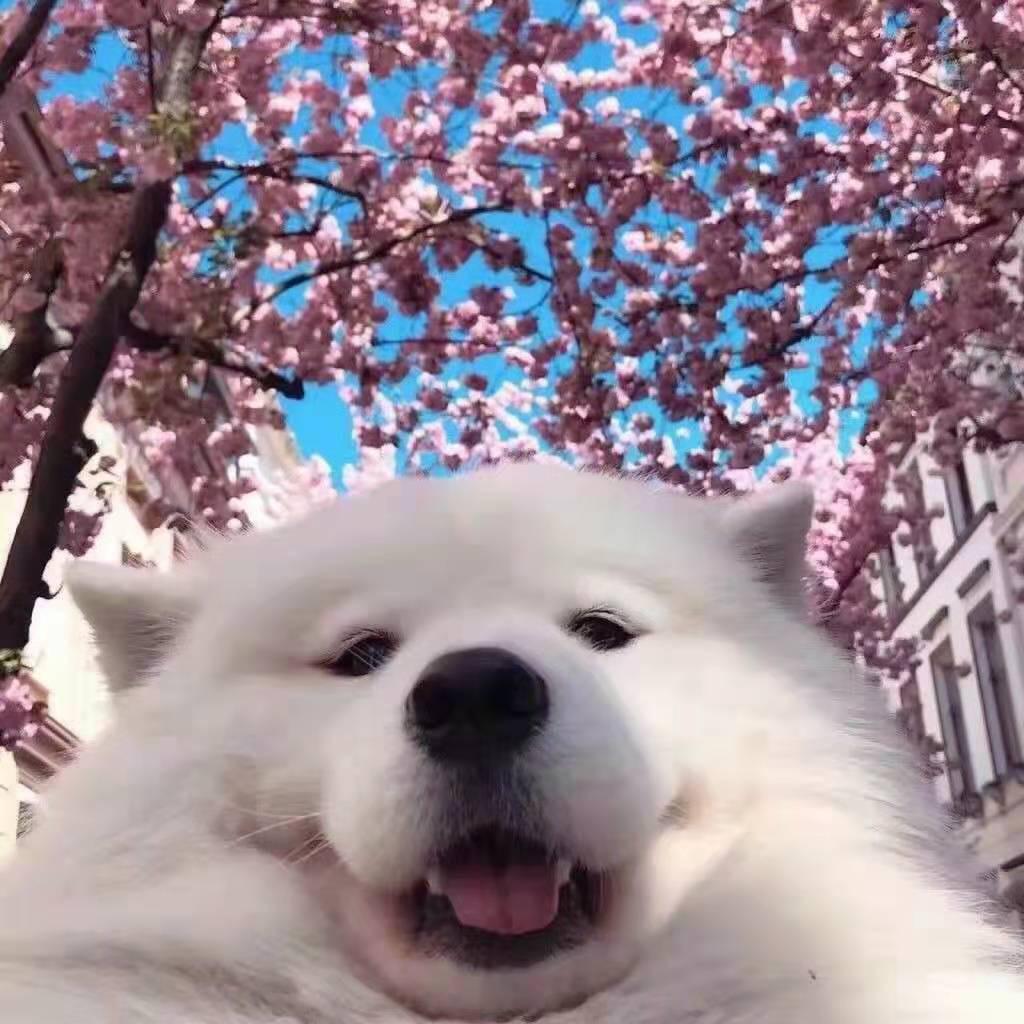 小白 。