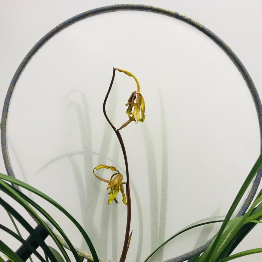 香槟芝麻