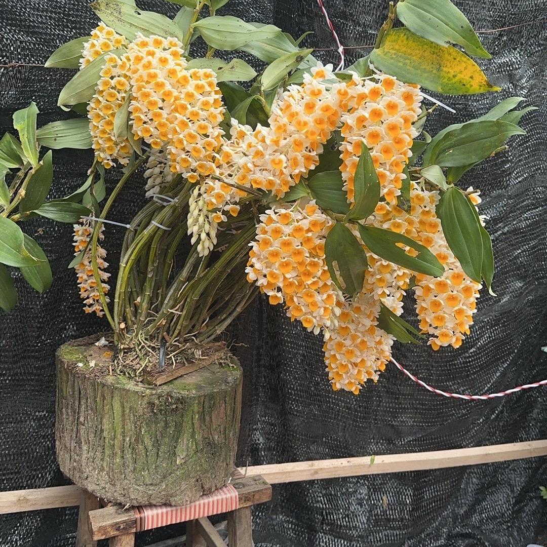 花哆哆园艺