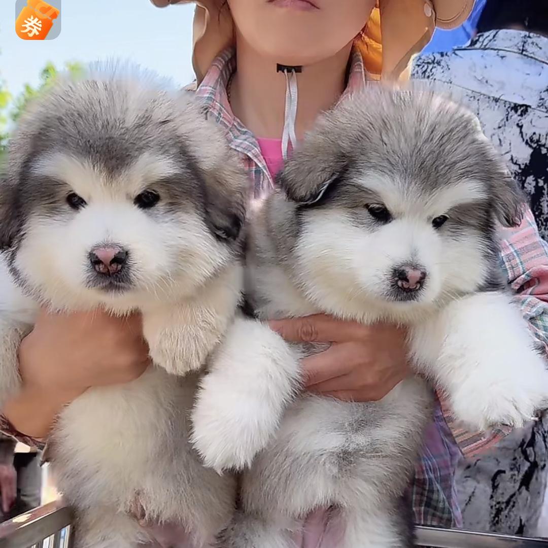 刘小妹柴犬