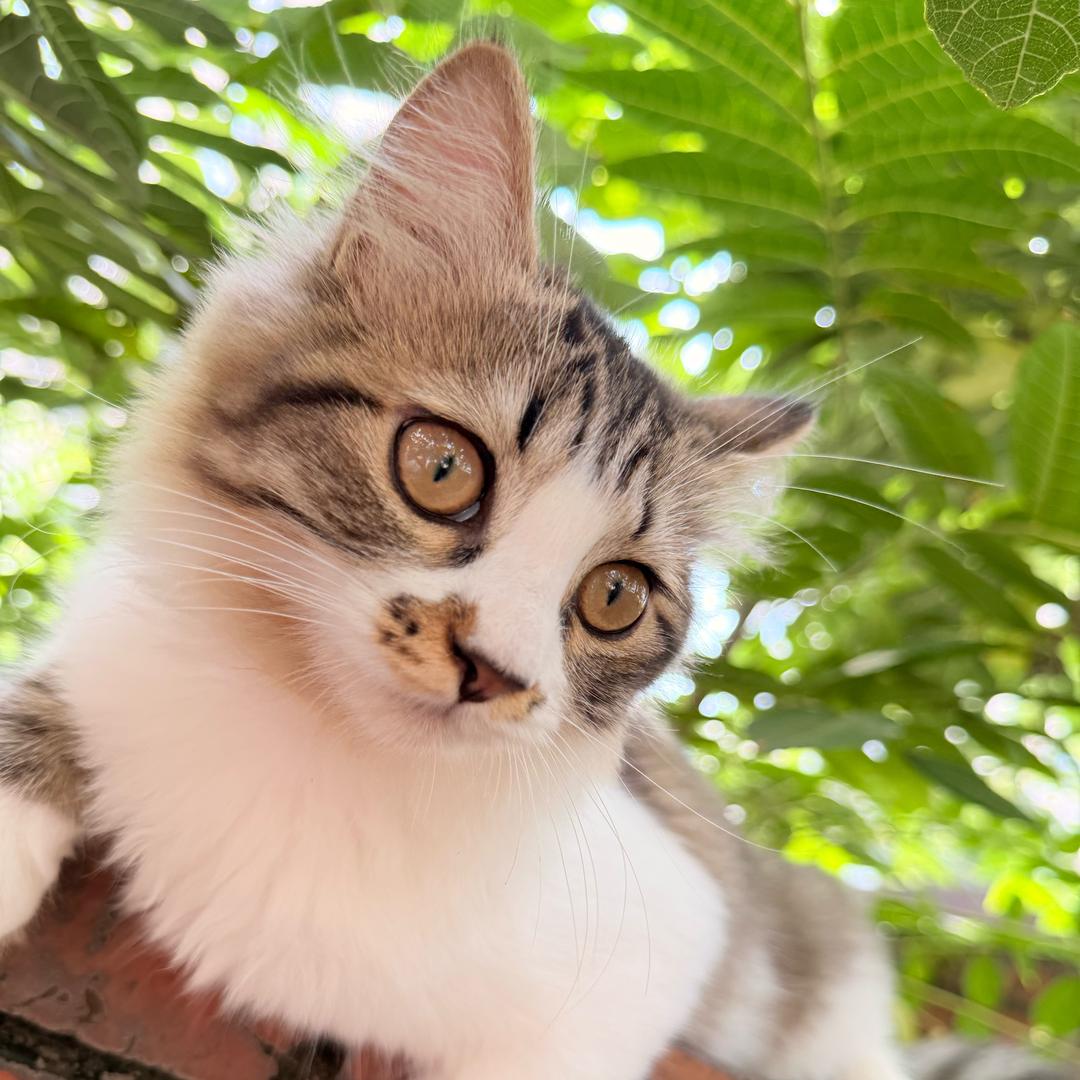 田园小喵趴墙头～🐱
