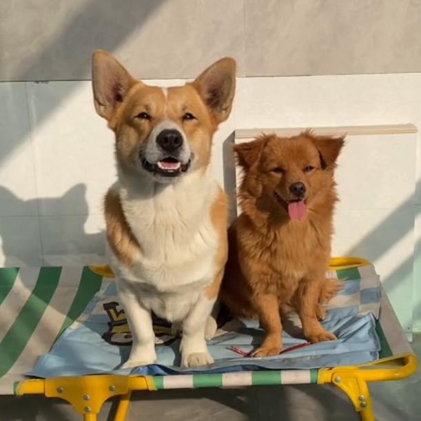 汤圆嘟嘟一家人