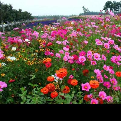 一树梨花压海棠