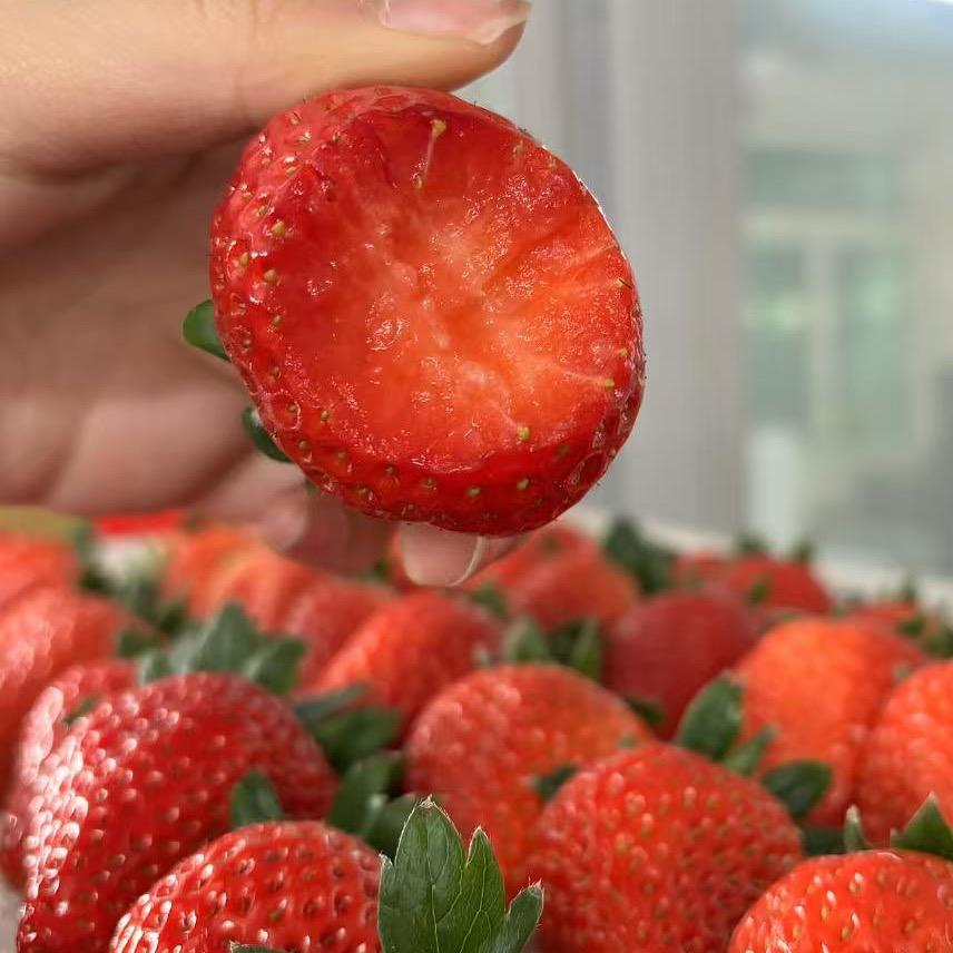 爱吃草莓🍓尖尖