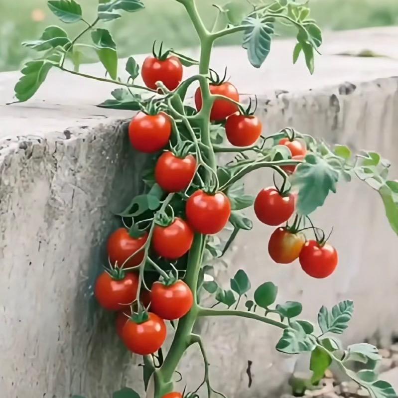 轻轻吻笛声悠悠