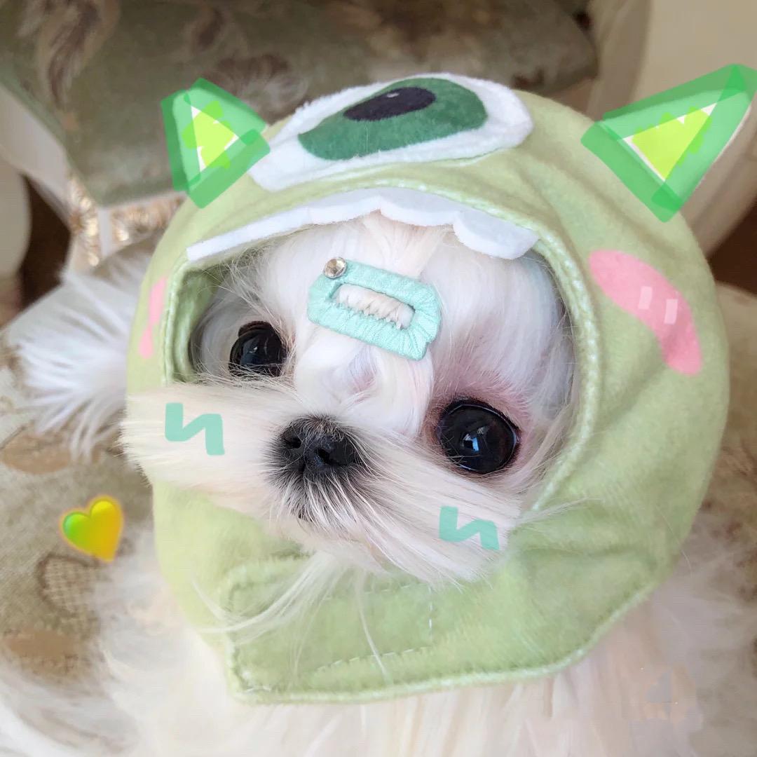 是小卷毛啦
