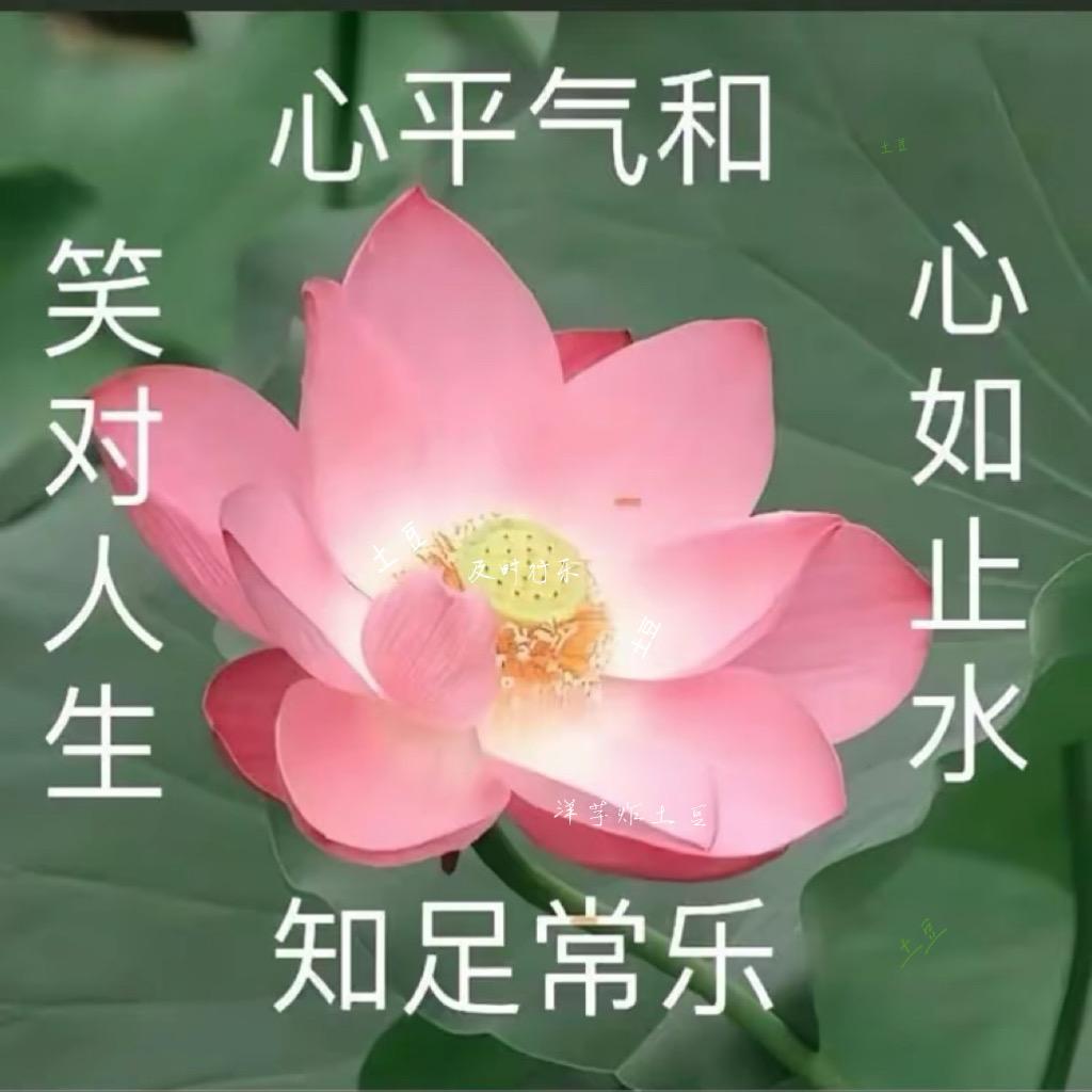 洋芋炸土豆🥔