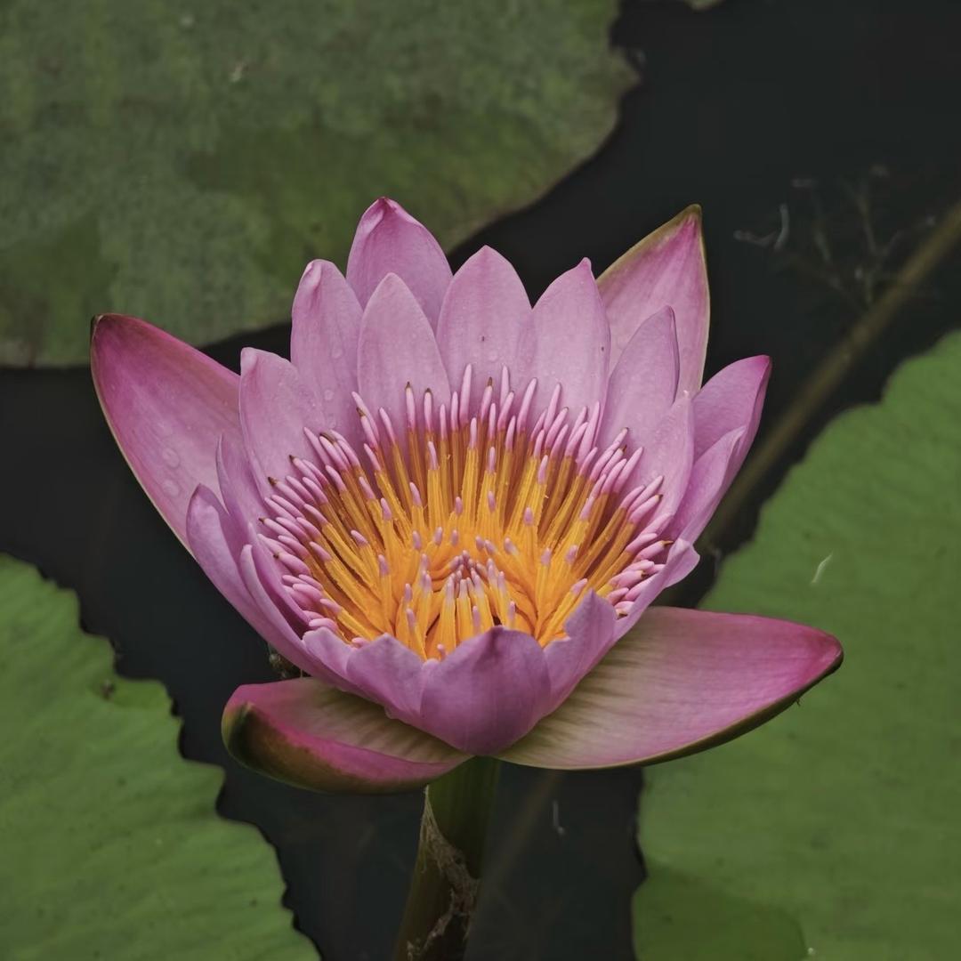 我心飞翔（努力中）