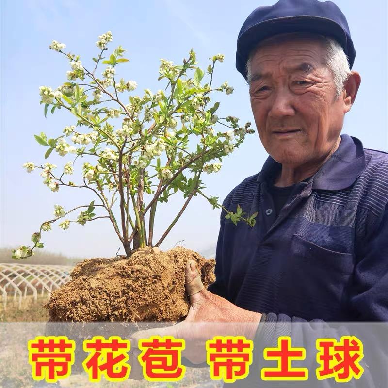 大丰收农业