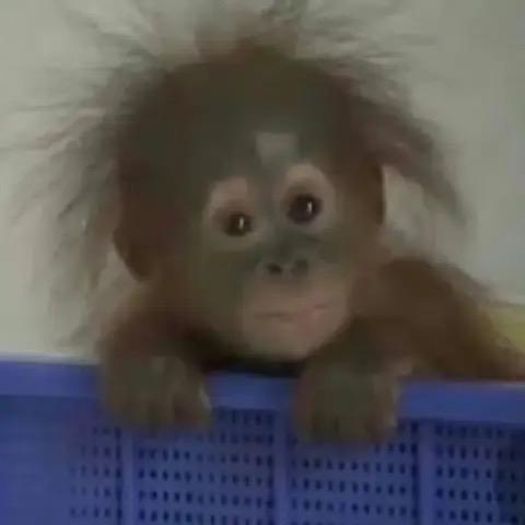 野人拾宝