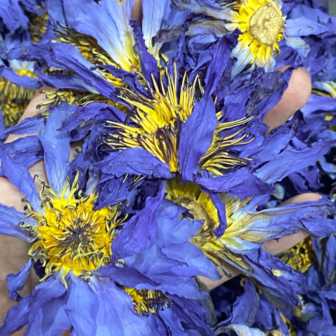 睡莲花干花批发