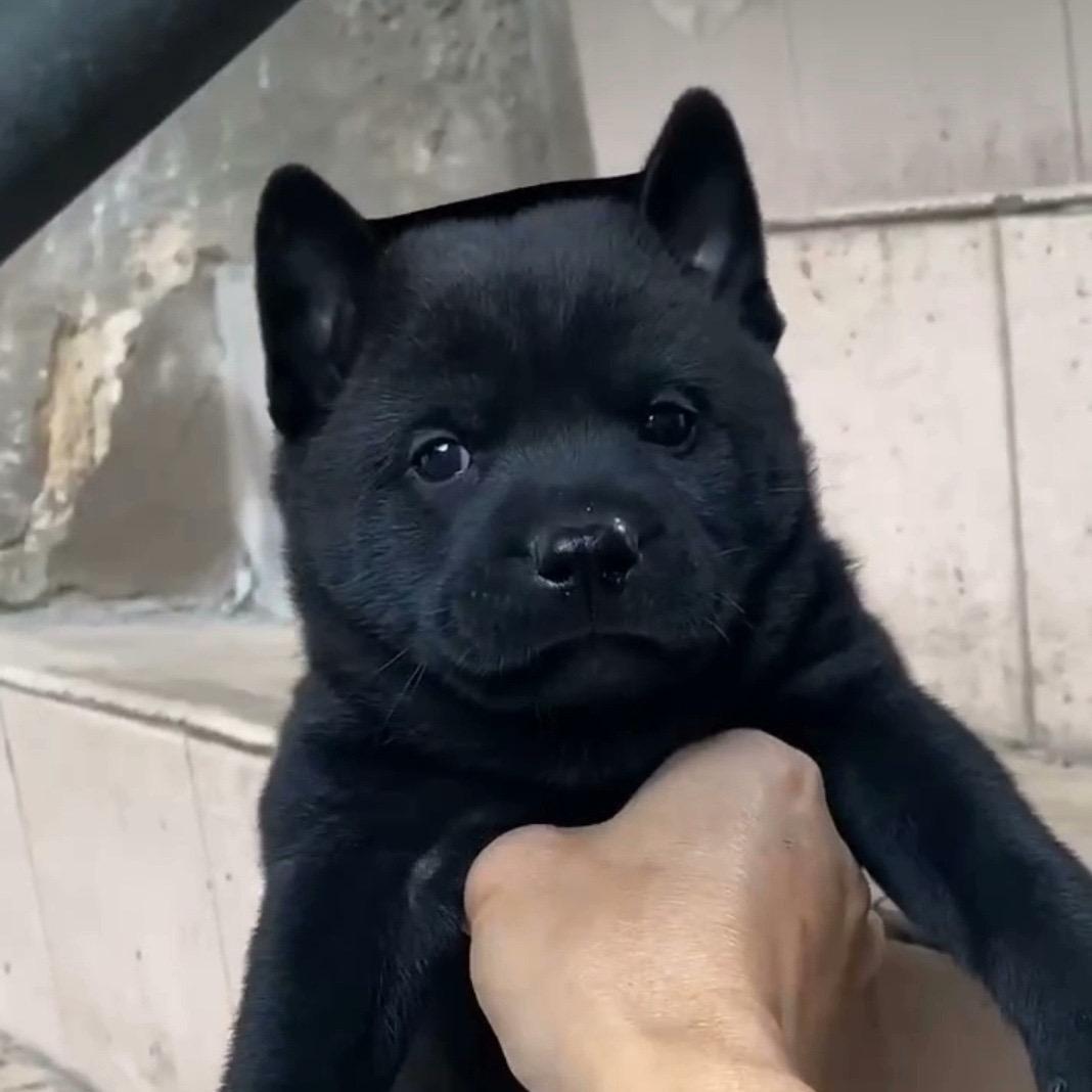 五黑.白面.陪伴犬