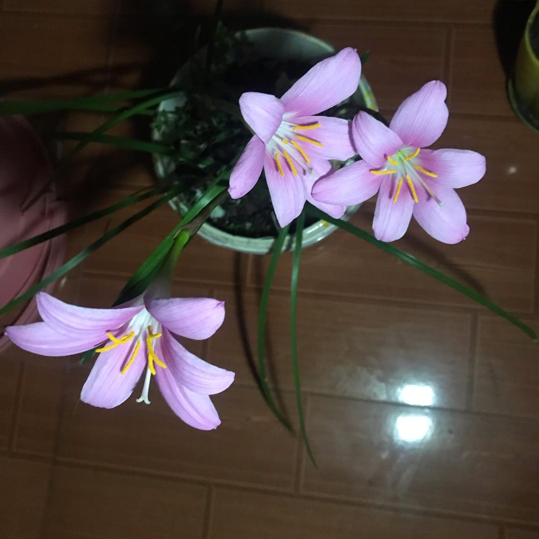 淡若幽兰