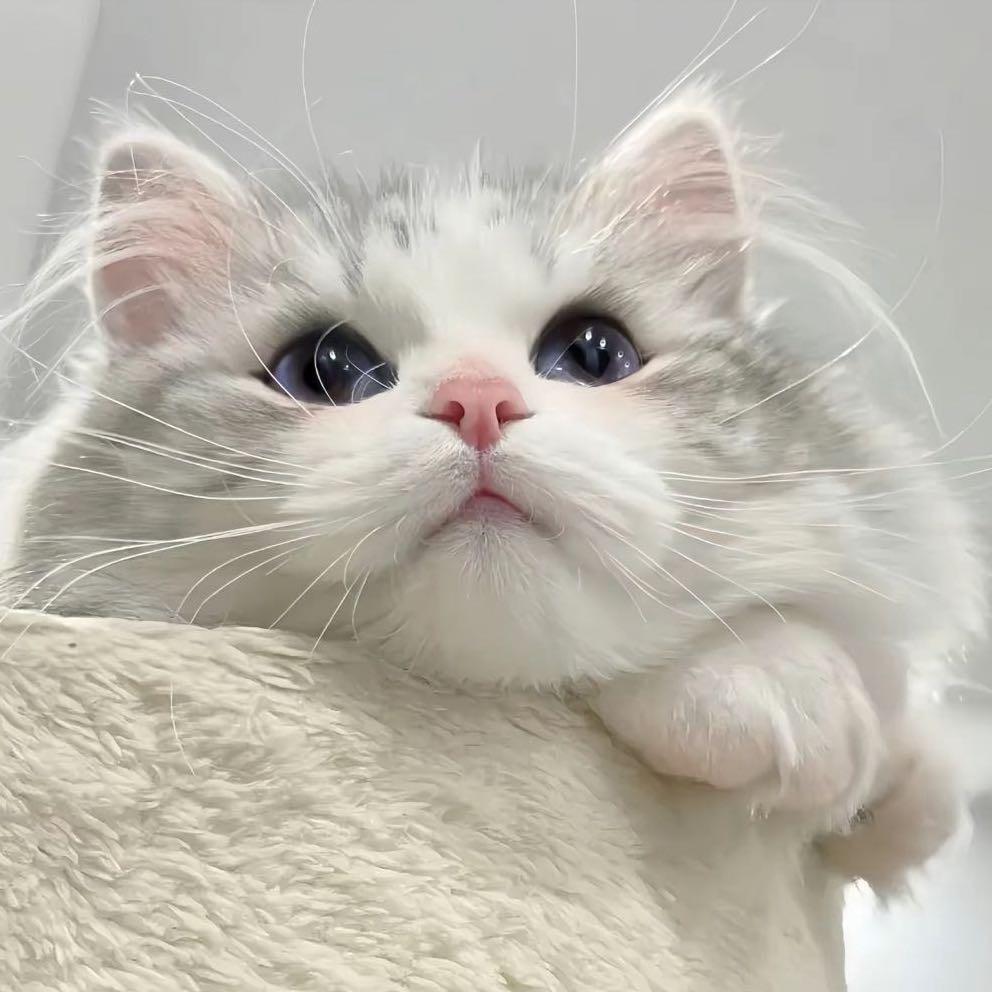 小猫咪o