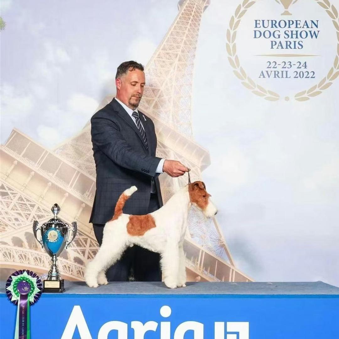 沈阳（极品）刚毛猎狐梗犬舍