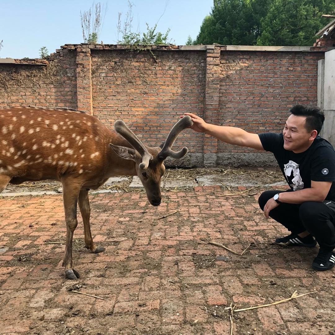 鹿大胆滋补