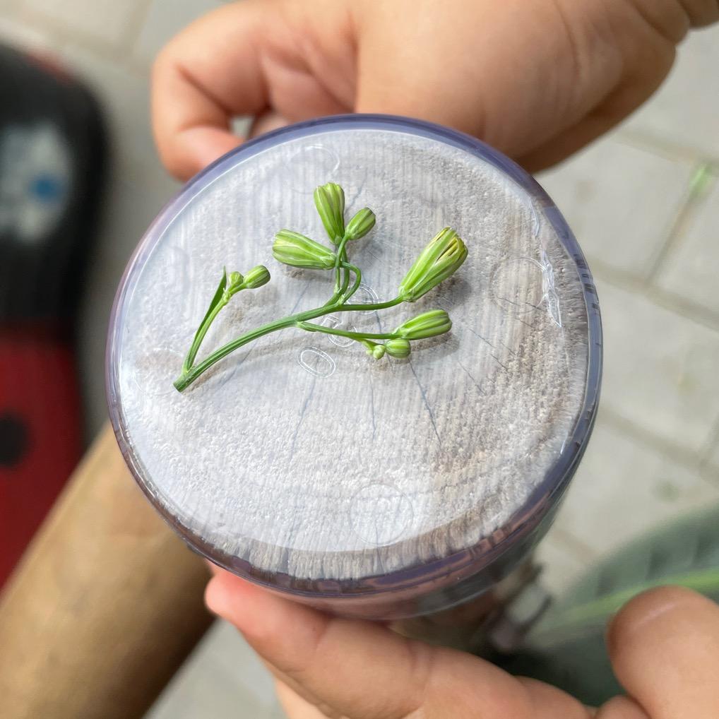 土豆儿