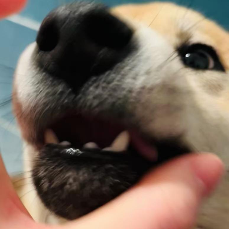 nikoko（永恒之塔2）