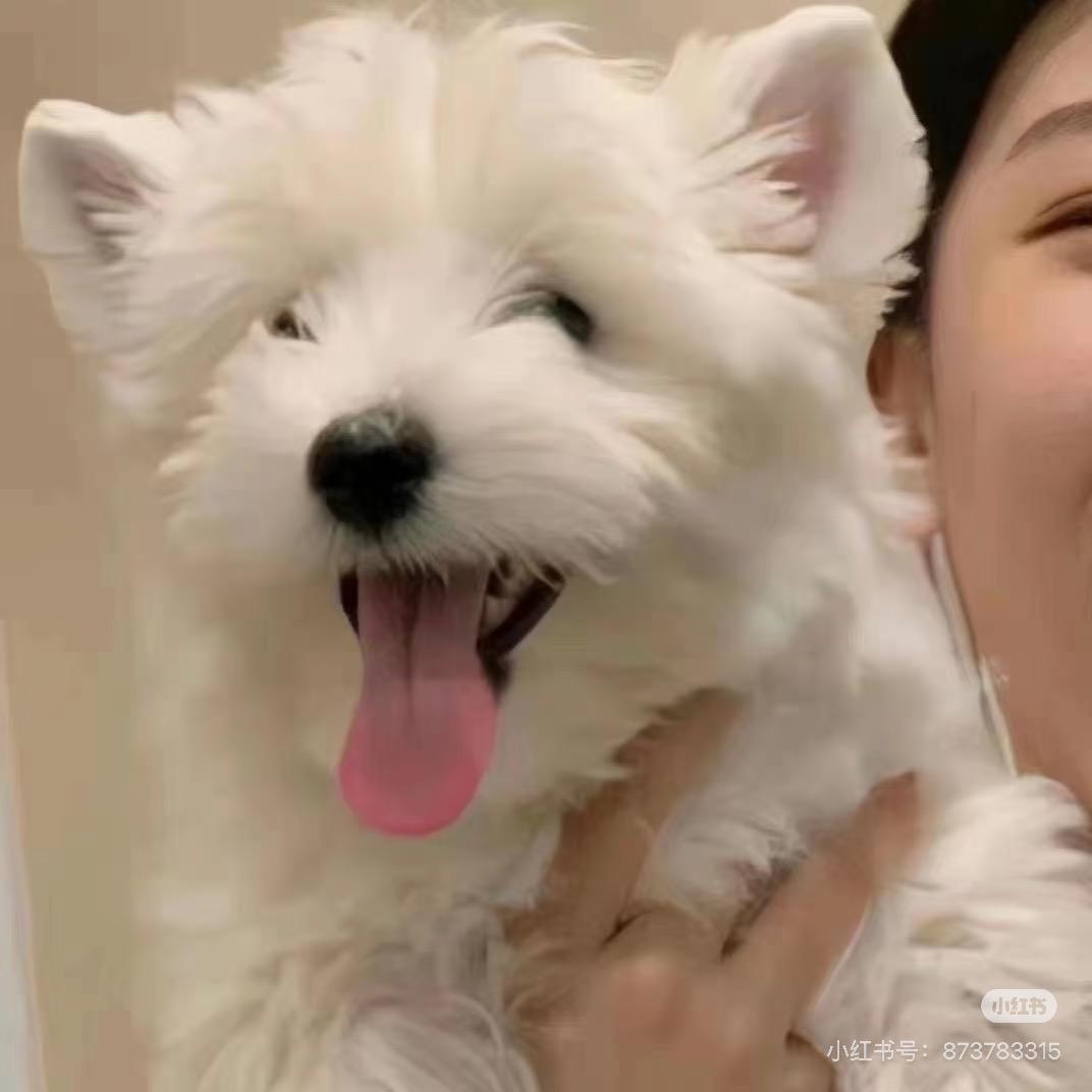 是爱偷懒的亢奋者