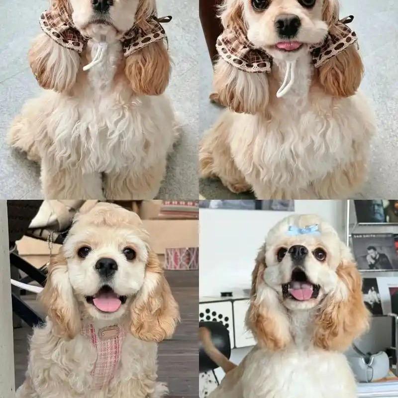 喵喵大王🐱～杨乐多