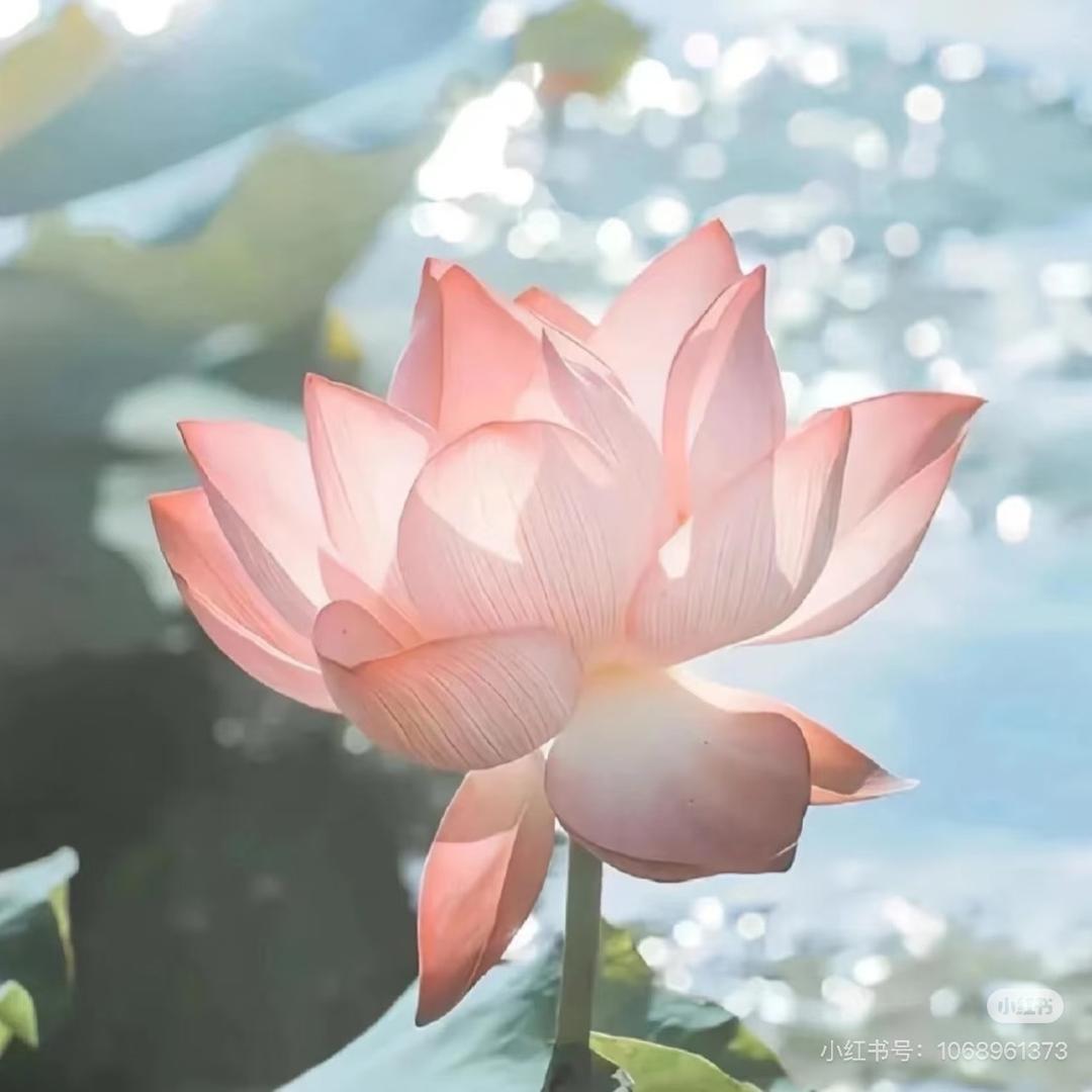 金钰辉煌（小钰）