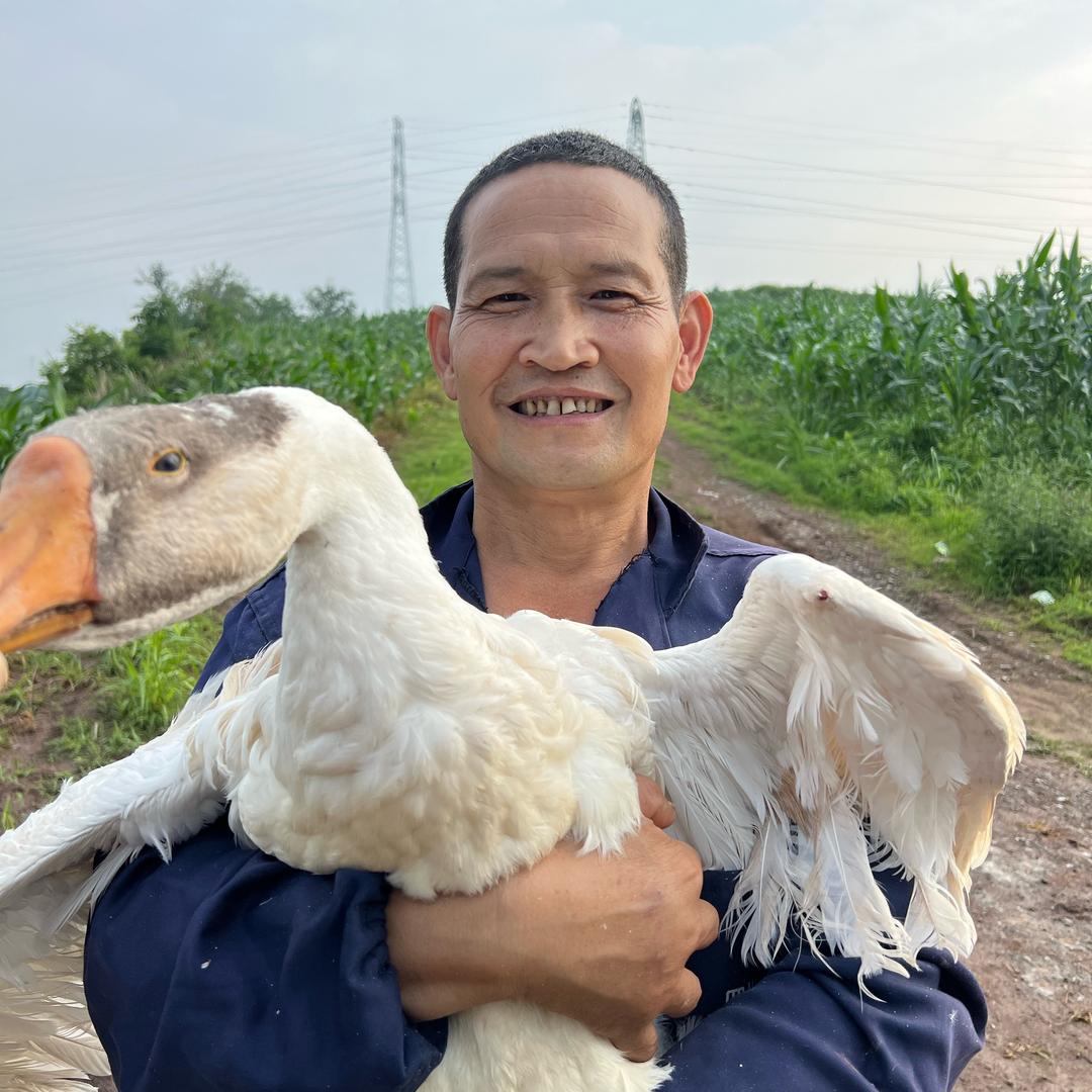 鹅爸爸