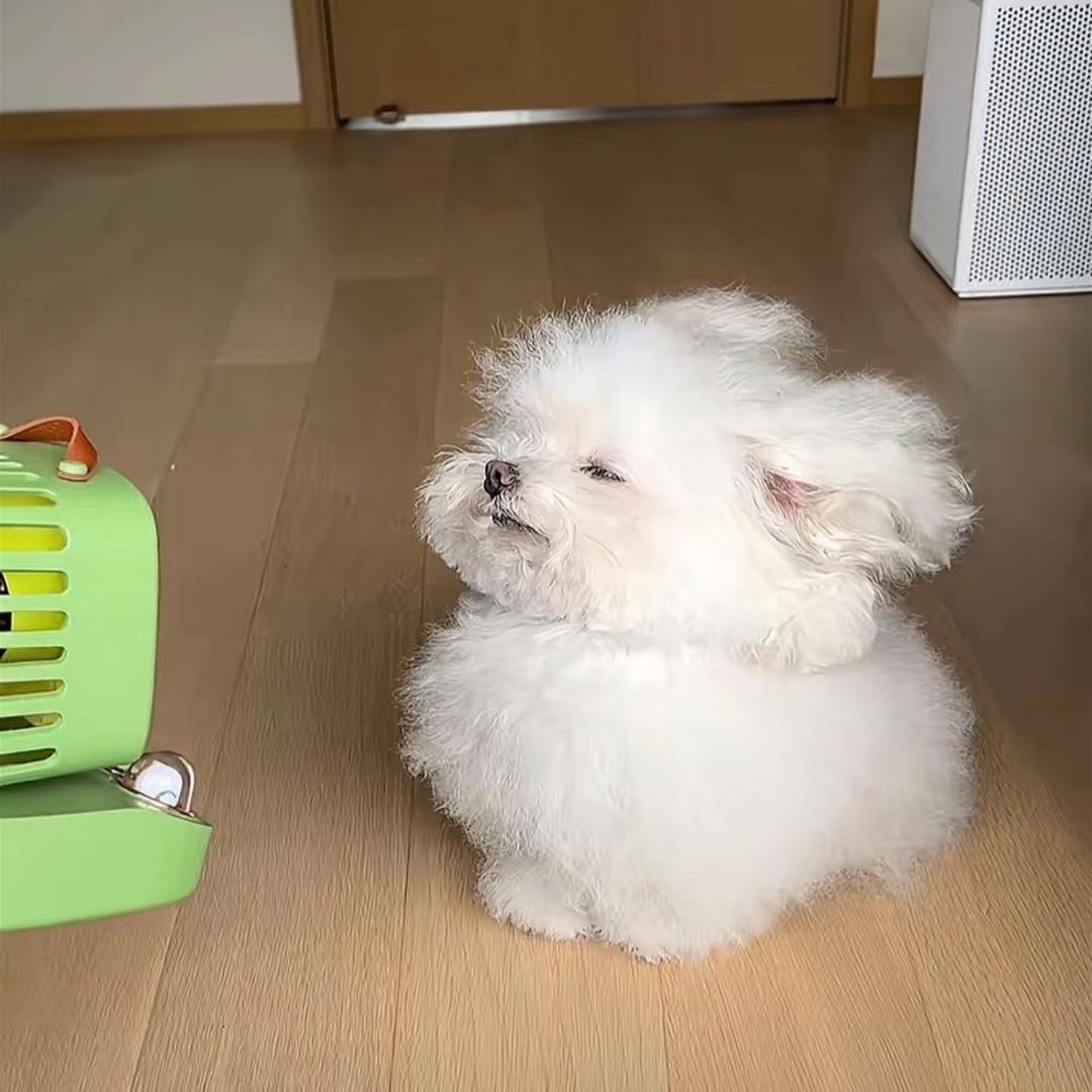 春春