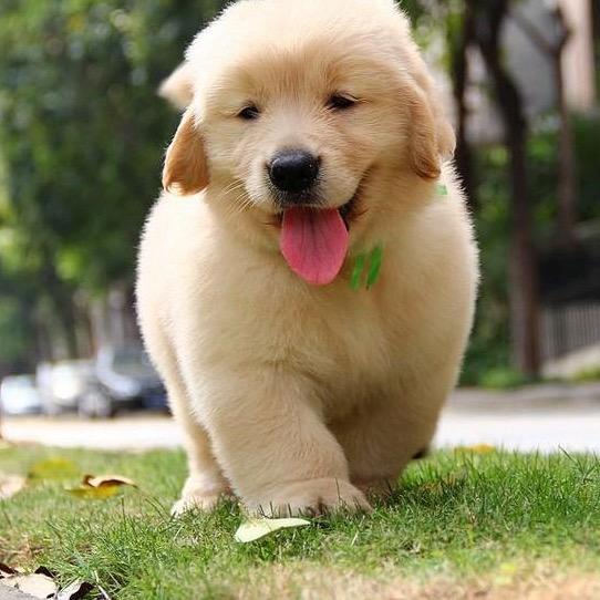 崽崽金毛犬舍