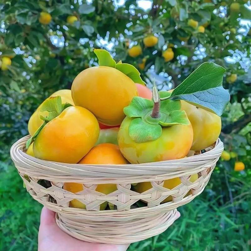 鑫文
