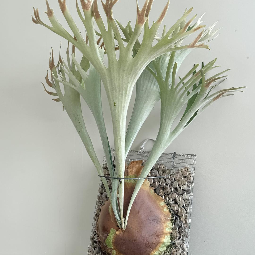 Plantory植物律动