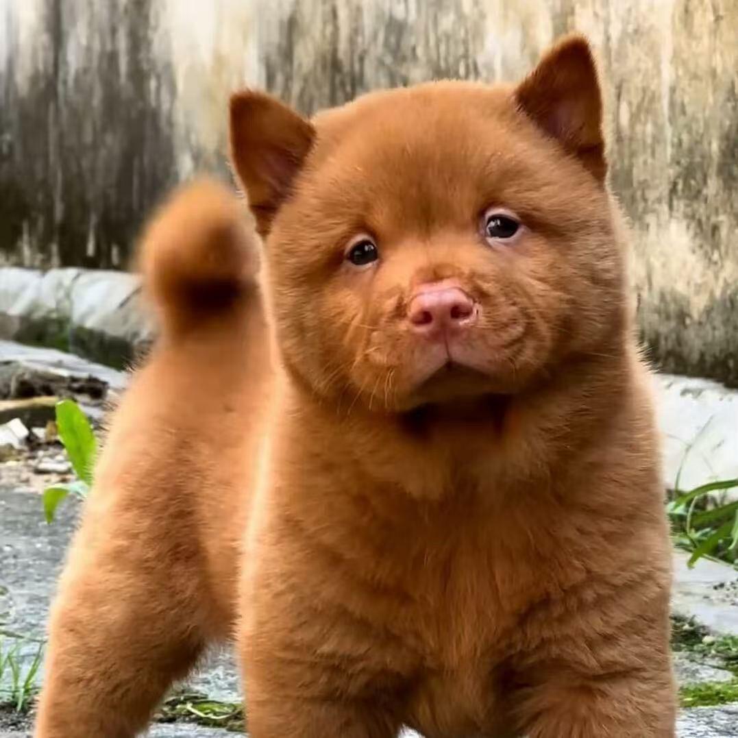 沫沫旺财田园犬🐶