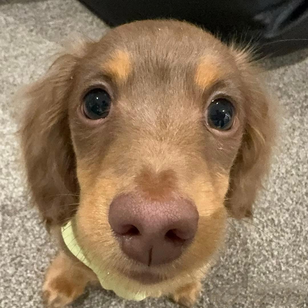sasa.