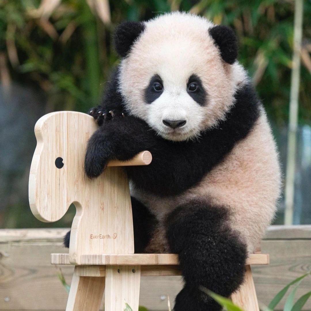 可爱多