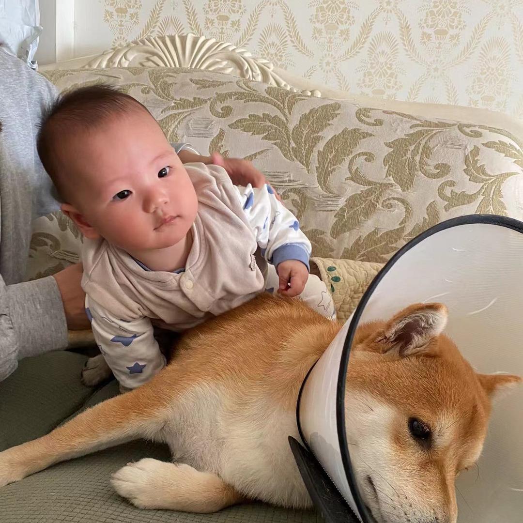 仙女家的肥猫