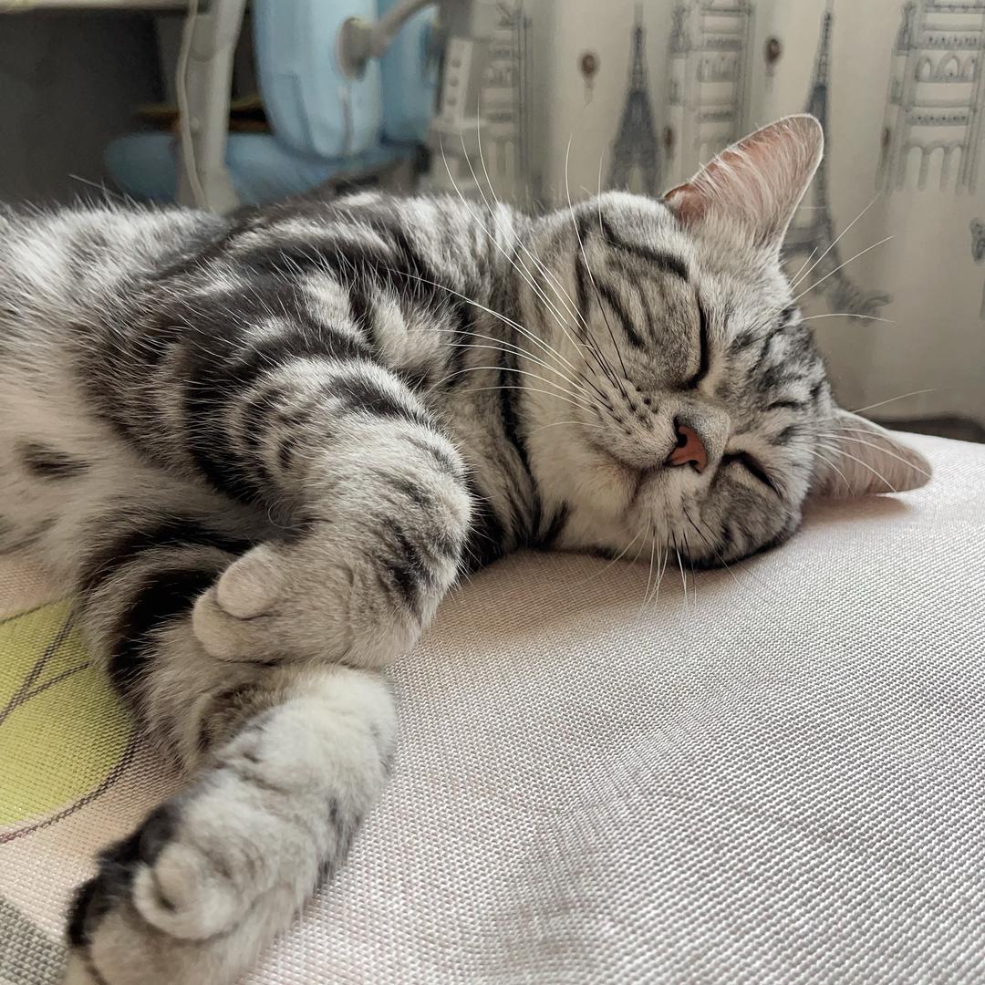 一条闲鱼🐈‍⬛