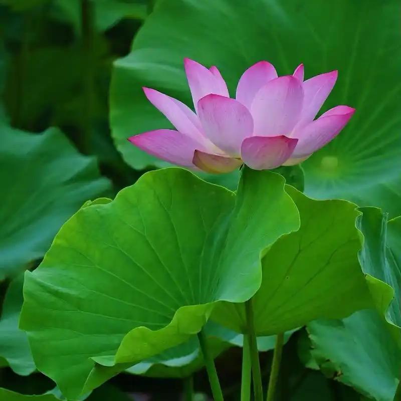 如梦初醒🌷