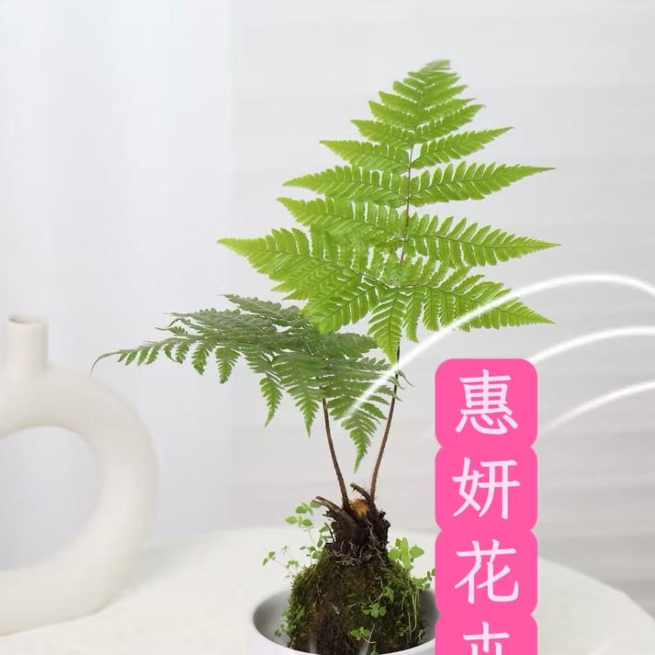 惠妍植蕨