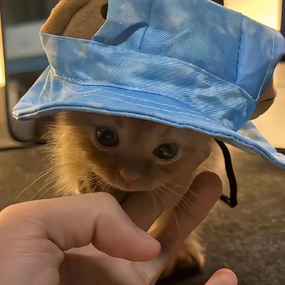 Potato🥔