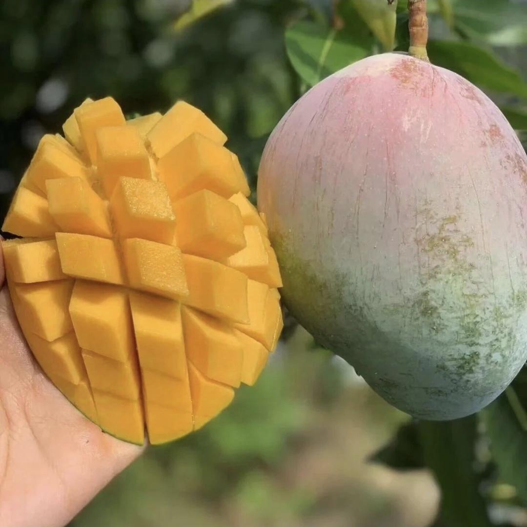 新疆水果包邮直达