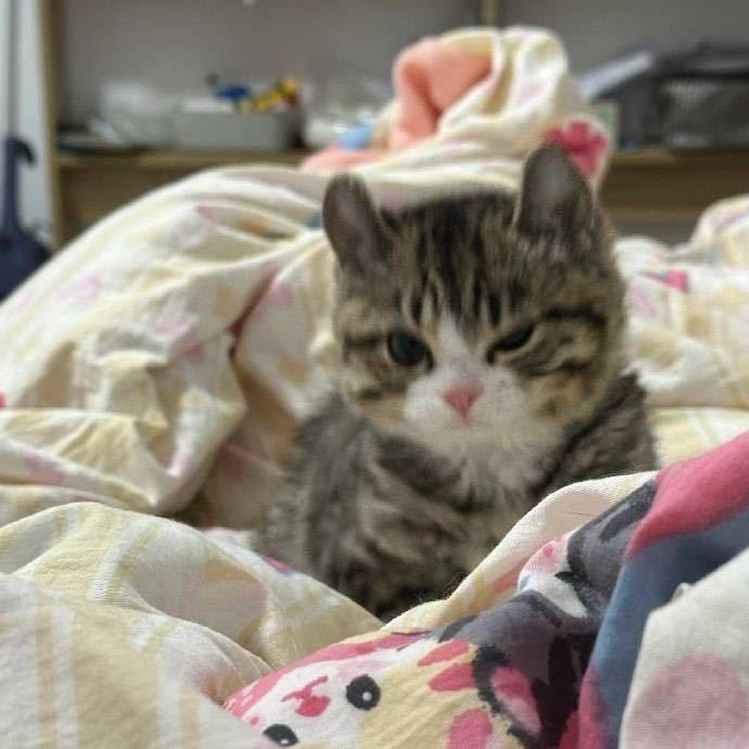 圆圆圈圈🐾